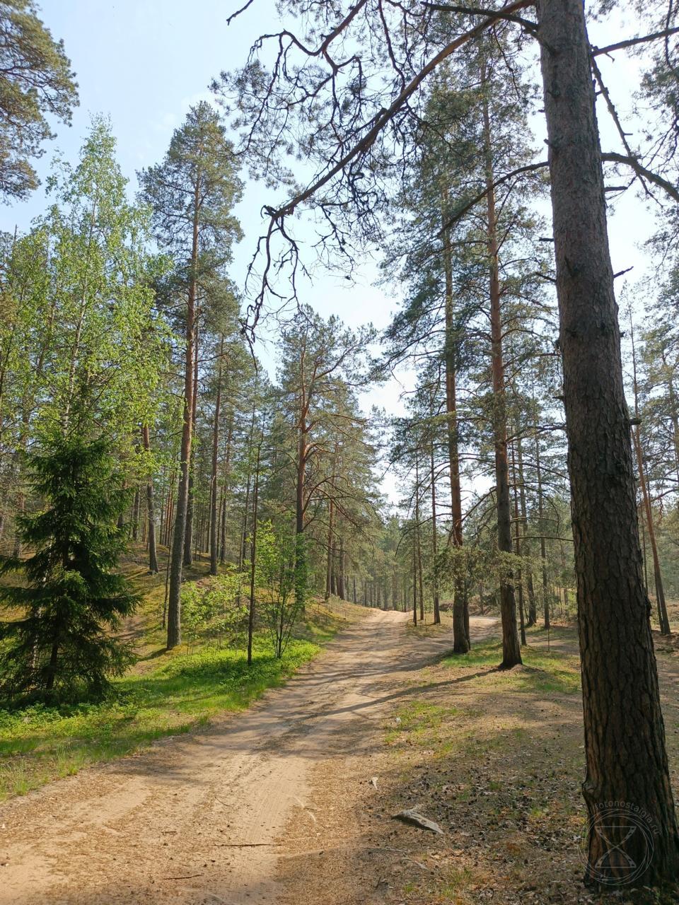 Лесная дорожка. Лесная дорожка.