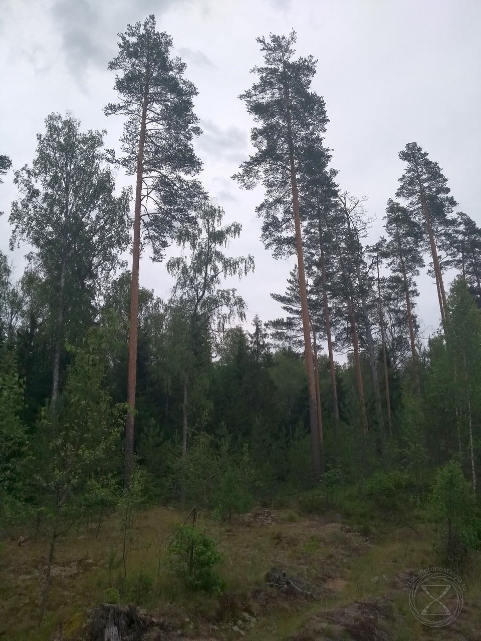 Медвежий угол. Медвежий угол.